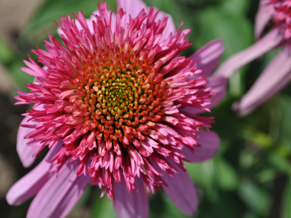 Double Scoop Bubble Gum I - Darwin Plants