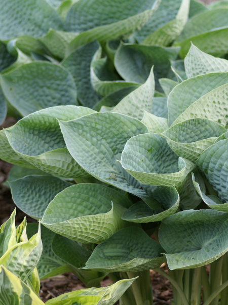 Abiqua Drinking Gourd I - Darwin Plants