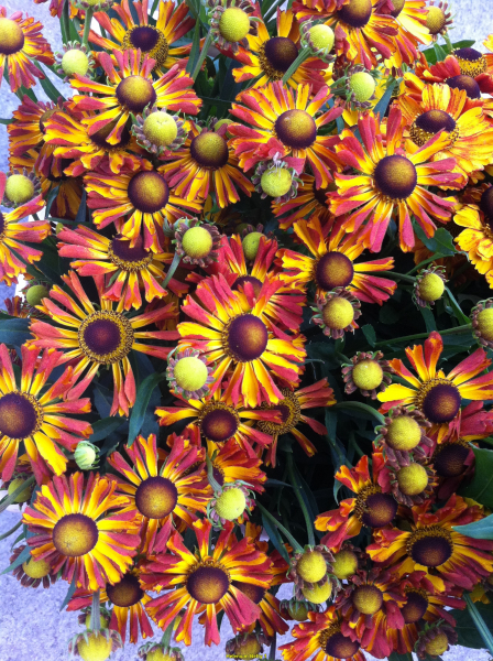 Betty I Darwin Plants