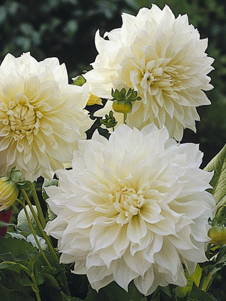 White Perfection I - Darwin Plants